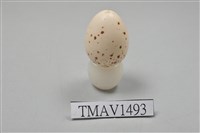 藏品(綬帶鳥卵)的圖片